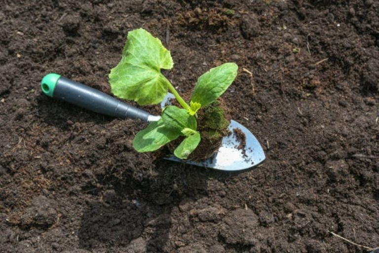 Hoe maakt u met slechts 2 ingrediënten een zelfgemaakte meststof om ongedierte op uw fruitbomen te doden?