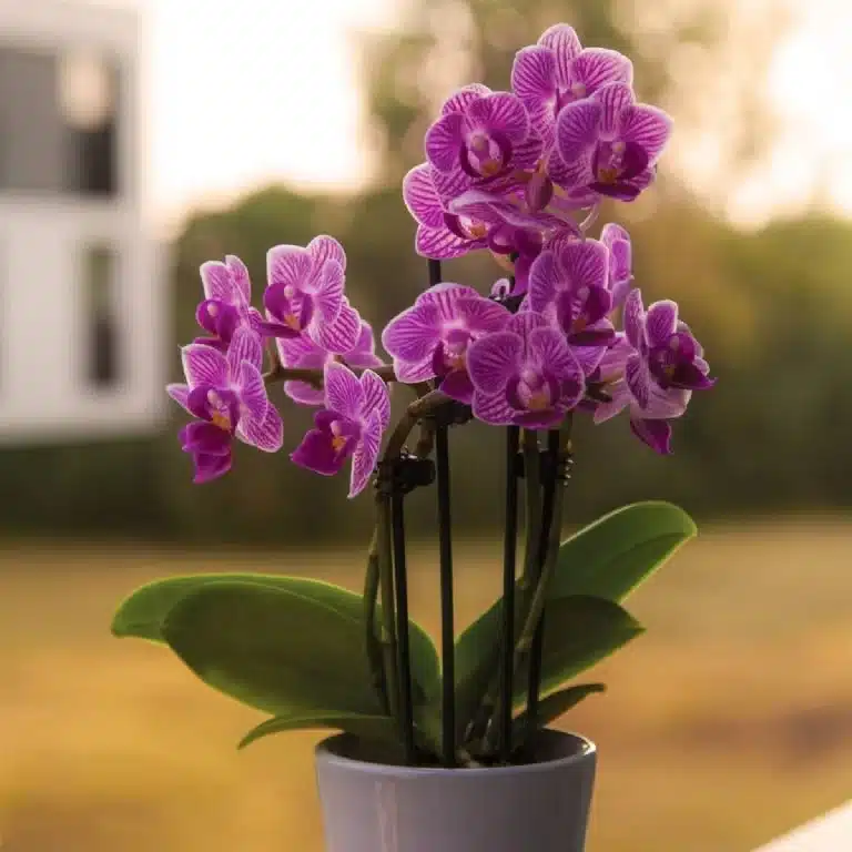 De juiste manier om Orchideeën te vermeerderen en zo veel planten van één plant te krijgen.