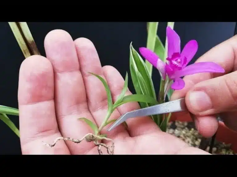 De juiste manier om Orchideeën te vermeerderen en zo veel planten van één plant te krijgen.