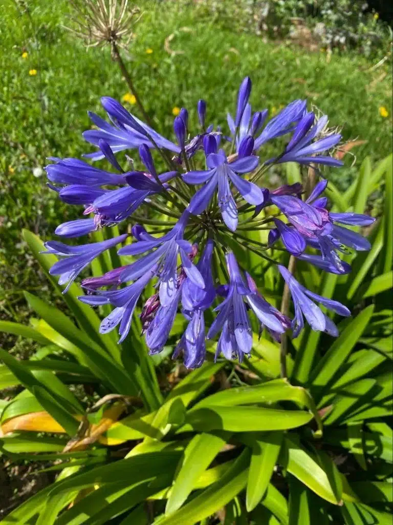 De best verkochte plant van dit seizoen, waarvan de prachtige bloemen een gedistingeerd accent aan uw tuin geven.