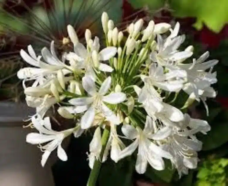 De best verkochte plant van dit seizoen, waarvan de prachtige bloemen een gedistingeerd accent aan uw tuin geven.