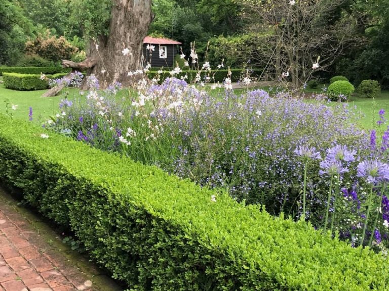 De best verkochte plant van dit seizoen, waarvan de prachtige bloemen een gedistingeerd accent aan uw tuin geven.