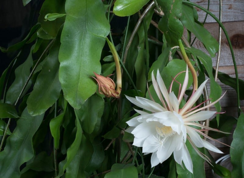 Ze worden de koningin van één nacht genoemd. Hoe kweek en verzorg je distel epiphyllum?