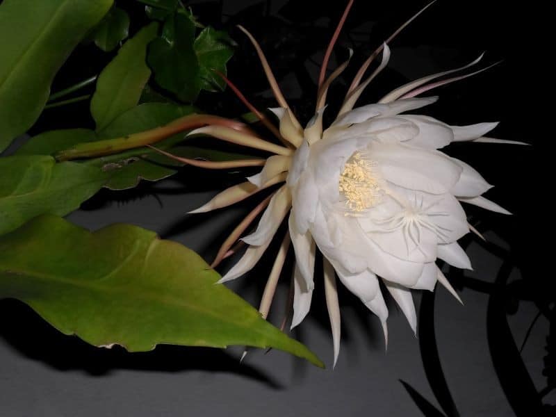 Ze worden de koningin van één nacht genoemd. Hoe kweek en verzorg je distel epiphyllum?