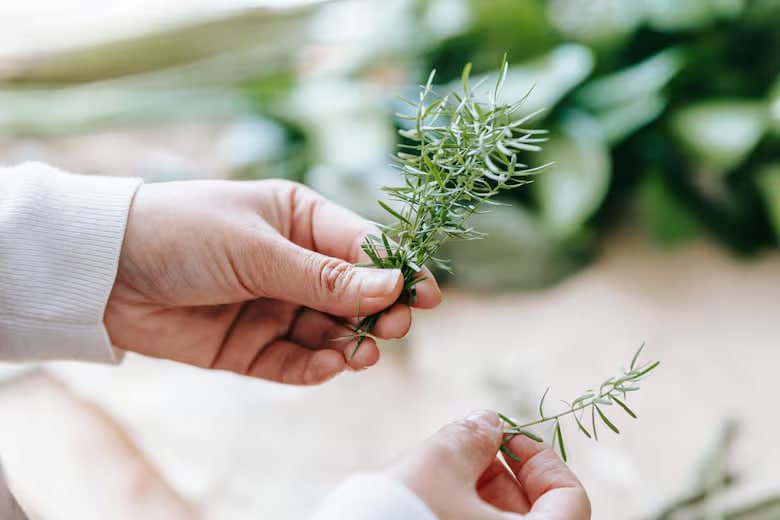 Drie ideale planten om bedwantsen uit uw huis te houden