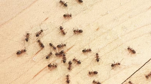 Het huismiddeltje tegen mieren in de keuken